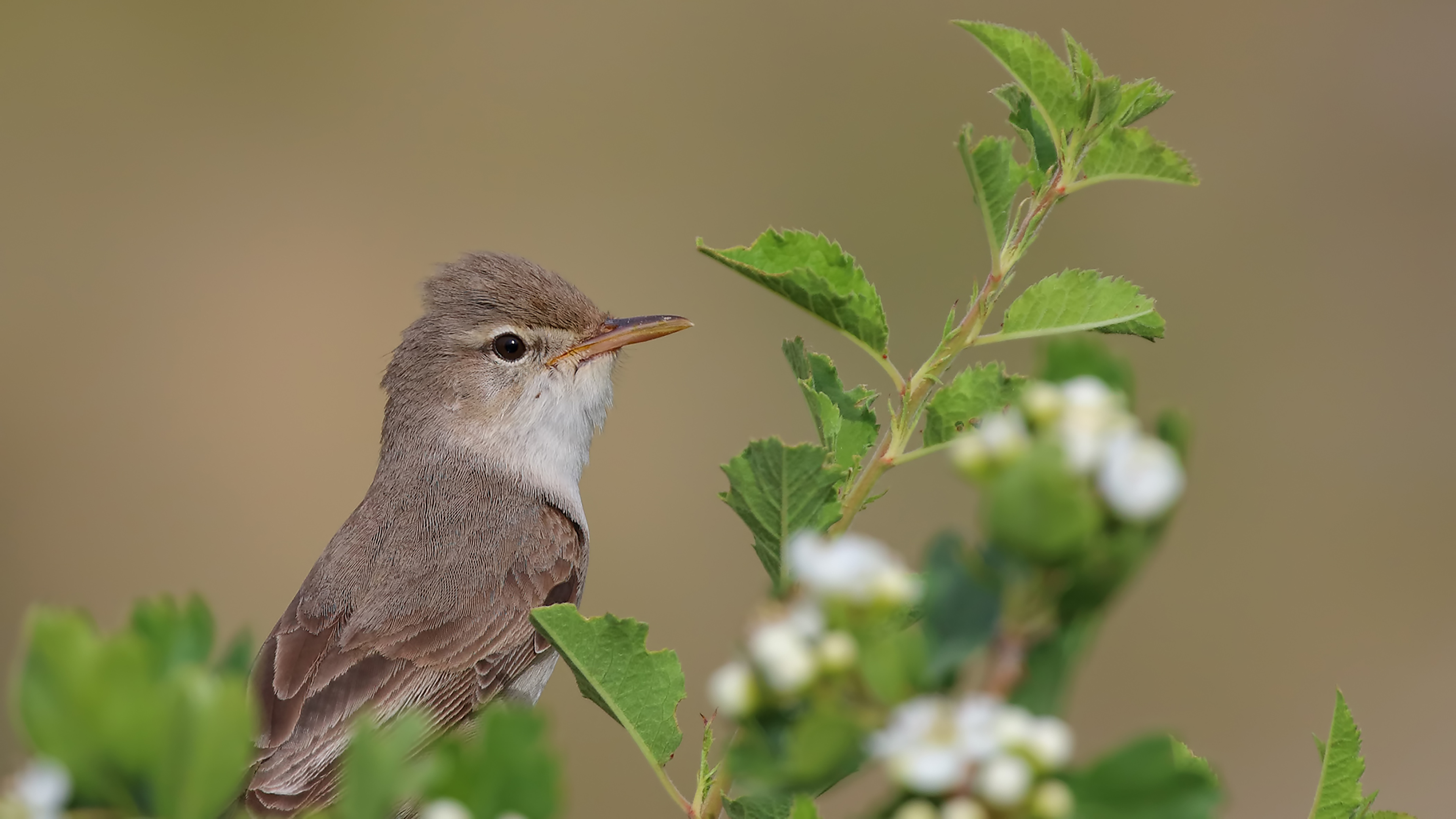 Upcher's Warbler